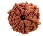 Feeltouchmart Brown Wood 8 Mukhi Rudraksha Beads Hgj00-1001-2360
