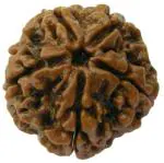Feel Touch Mart Natural 5 Mukhi Rudraksha Real Five Face Rudraksha Round Bead A1 Panchmukhi Rudraksha Real Five Line Bead Real Panch Mukhi Rudrakash Genuine For Men & Women By