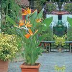 Zomoloco Bird of Paradise PlantKola Ful PlantBird of Paradise Plant V5