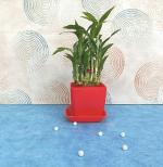 Guuchuu 2 layer Lucky Bamboo Plant with Pot