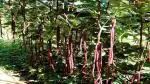 PLATONE Red Cowpea -Long Bean - Barbatti - Vigna unguiculata(Pack Of1 packet)