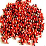 Kapebonavista Lal Gunja Natural Chirmiti Bead Seed Beej 50 Pcs