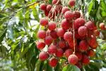 Baishnab Litchi PlantLichu PlantLitchi Early Bombay Variety Lychee Fruit (Air layered/Grafted) Live Plants & Tree(1-1.5 Ft Size)