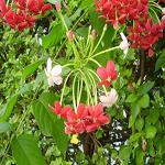 Kapebonavista Madhumalti Radha Manoharam Madhumanjari Parijat Madhuvi lota Vilayati chambeli Ishq pechaan Combretum indicum Burma Creeper Rangoon Creeper Living Plant