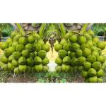 Cloud Farm Vietnam Coconut Tree Plant Dwarf Green Yellow (fruit After 2-3 Years) Hybrid Rare Healthy Plant For Home Garden Plant Height 1.5-3 Feet Size,CF_T03
