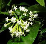 Dream mall Jasmine Live Mogra Flower Plant