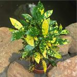 Kapebonavista Codiaeum Variegatum Gold Star Croton Plant