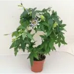 PARYAVARAAN Rakhi Bel Live Outdoor Flowering Plant with Pot
