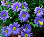 Green World Fragrant Brachycome Great Blue Flower 10 Seeds