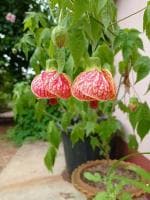 ONLINE PLANT BAZAR LANTERN HIBISCUS FLOWER PLANT(PACK OF-1)