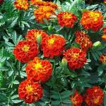 Corofitam Marigold PlantGada PlantFrench Marigold (Red) - Plant