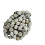 Kapebonavista Vaijayant Vyjanthi Beej Canna Lily Vaijayanti Seeds100g