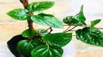The Entacloo Betel Leaf Plant Betelleaf / Pan Plant With Pot 02