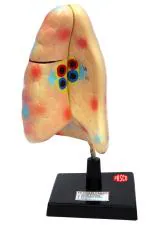 Pasco Anatomical Lung Model For Labs And Scientific Uses Multipurpose Science Model, Medium