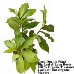 Platone Insulin Plant (KH-381)