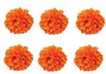 Hippity Hop Paper Orange Paper Puff Ball (Pack Of 6)