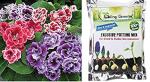 Going Greens Gloxinia Flower Bulbs And Potting Mix - 800G, 800 g (Pack of 2)