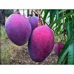 Cloud Farm 12 Months || All Seasonal || Mango Healthy plant || Hybrid & Dwarfs Variant. 2 Feet Height Grafted Healthy Plant., Green CF_1065