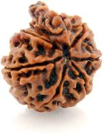 Shivoham Brown Wooden Ganesh Rudraksha