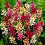PARYAVARAAN Ixia /Corn Flowers Bulbs | Grow All Winter Season Flower Bulbs | Pack of 10 Best Bulbs | by PARYAVARAAN