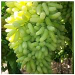 Earth Angels Grape PlantAngur PlantGrape Plant-3