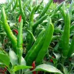 PARYAVARAAN Vegetable Seeds | Chilli suryamukhi Seeds Hybrid All Seasons For Home Gardening pack of 100 seeds