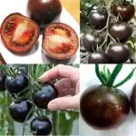 PLATONE Hybrid Black Tomato Seeds(Pack Of500 x seeds)