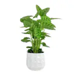 Ashokavanam Calathea Leopardina indoor plant