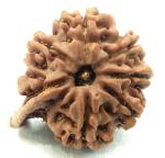 Feel Touch Mart 7 Mukhi Rudraksha Original Laxmi and Ganesh Nepal by Lab Certified Natural Ganesh Rudraksha 7 Mukhi Pure Genuine Ganesh Rudraksha Nepali Seeds for Men & Women