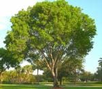 Green World Drought Resistant Indian Rosewood Timber Tree 150 Seed