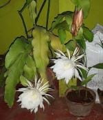 Heaven Of Saplings Brahma Kamal Plant (Pack of 1)