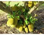 Cloud Farm Hybrid Honey Gold Jack Fruit Plant - 200 mm CF_O101