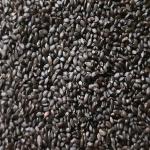 Kapebonavista Takmaria Balanga Lallemantia Royleana Tukmaria Sabja Seeds Thai Seed 150gm