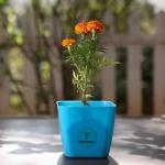 Yours Plants Live Marigold Flower Plant with Designer Pot for Home Office or Hotels Decoration (Orange)