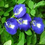 Vatikalive Plants Aparajita/ Butterfly Pea Plant (Hybrid, Pack of 1)