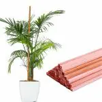 Bloomax Red Hardwood Plant Support Stick (3 Feet, 30) Wooden Support Sticks For Plants/Plant Stem Support/Climbing Support for Home Indoor & Outdoor Plants