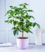 Nurturing Green Live Radermachera Plant For Home In Pink Wave Pot