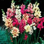 PARYAVARAAN Ixia Flower Bulb Mix (Pack of 10)