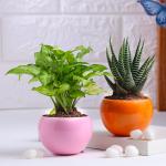 FlowerAura Live Indoor Set of 2 Syngonium & Haworthia Plants In Shiny Metal Pots For Living Room, Balcony, Bedroom, Home/ Office Decor, Birthday Gift, Anniversary Gift, Diwali Gift