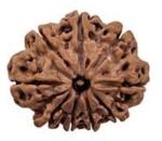 Feeltouchmart Brown Wood 9 Mukhi Rudraksha Beads Hgj00-1001-2444