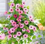 XOLDA Organic Cauliflower Plant Seed (77 per packet)