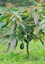 Cloud Farm Hass Avocado Healthy Plant[CF01]