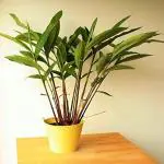 PLATONE Elaichi/Cardamom Plant_eLAICHI PLANT MC GH(y463