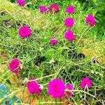 Platone Portulaca Plant (KH-465)