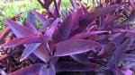 ROOKHRAJ PAUDHSHALA Wandering Jew, Tradescantia Pallida - Wandering Jew - Purple Heart - Purple Queen Live Plant
