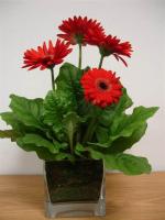 Heaven Of Saplings Gerbera Plant (Pack of 1)