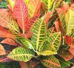 Plantzoin Croton petra Fire croton Codiaeum variegatum Croton Live Plant