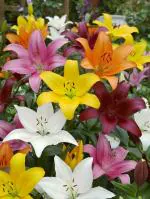 PARYAVARAAN Lilium Flower Bulbs (Mix 10)