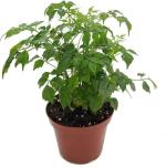 Garden Art Green Radamachera Sinica Plant Plastic Flower Pots