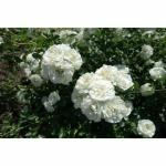 Cloud Farm Rare Grafted English Rose Plant Glamis Castle Creamy White Color Double Rose 1 Healthy Plant CF_574